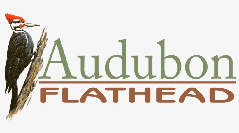 Blue Jay And Steller's Jay - Owen Sowerwine Natural Area Entrance, transparent png download