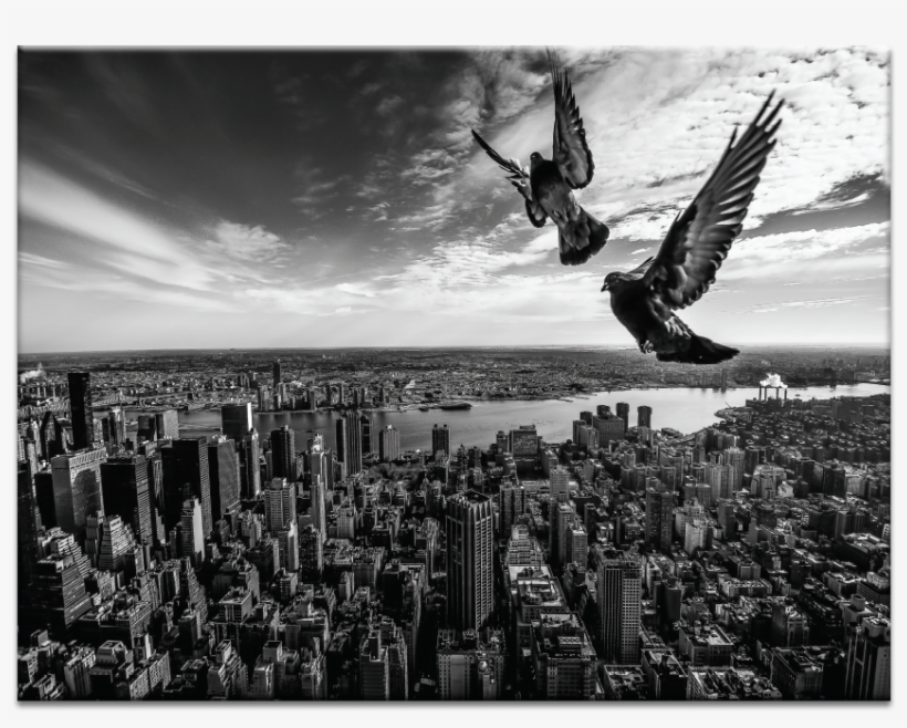 Pigeons On The Empire State Building - Pigeons On The Empire State Building Poster Print By, transparent png download