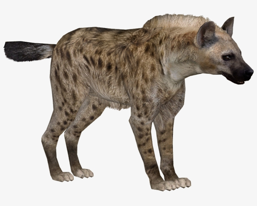 HYENA STATION  Life Size Hyena Animatronic for Sale - Perfect for Exhibits