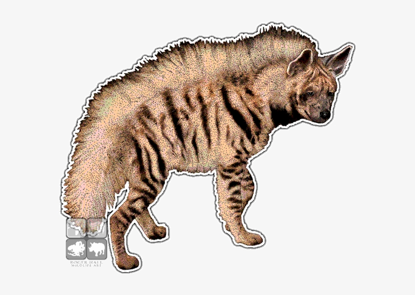 Striped Hyena Decal - Hyenas In Africa, transparent png download