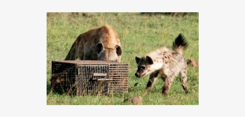 Experimental Investigations Of Cognitive Abilities - Spotted Hyena, transparent png download