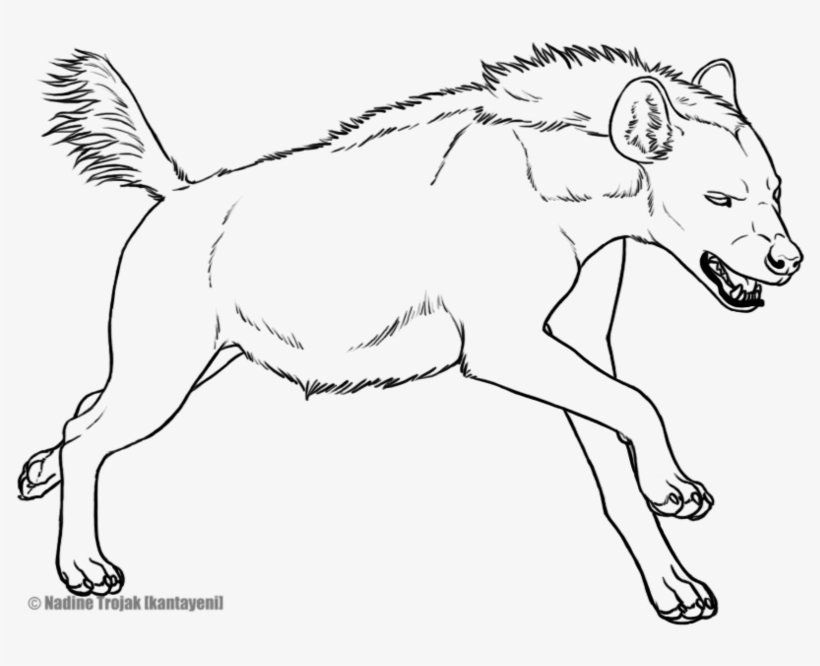 Free Lineart- Happy Hyena By Crazycrocuta - Hyena Lineart, transparent png download