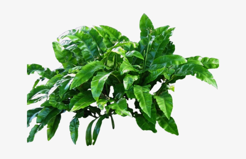 Plants Png Transparent Images - Scientific Names Of Plants Animals And Flowers, transparent png download