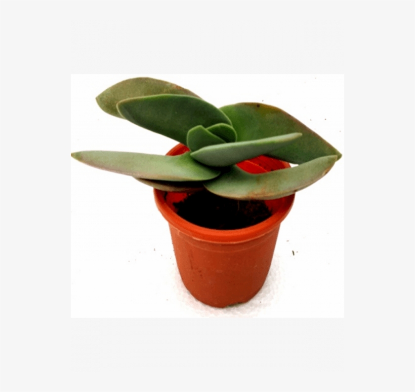 Crassula Falcata Succulent Plant - Crassula Falcata, transparent png download