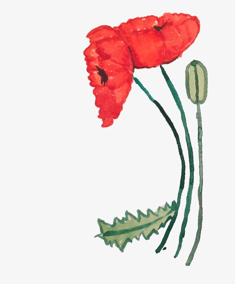 Poppy, transparent png download