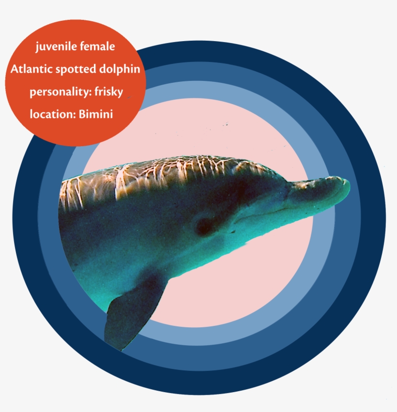 Adoption Kits Cost $30 For The Electronic Version, - Spinner Dolphin, transparent png download