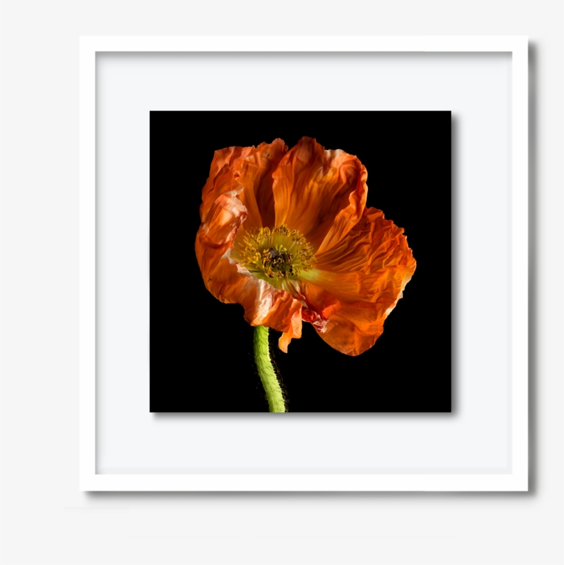 60 - Dav#pearce-poppy, transparent png download