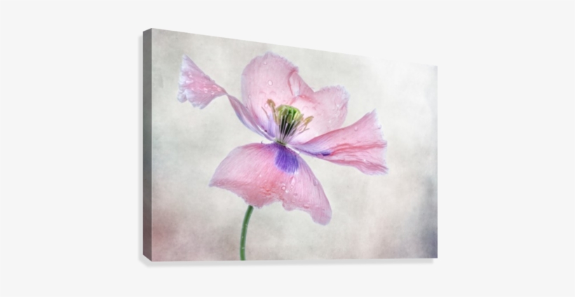 Pastel Poppy Canvas Print - Flower, transparent png download