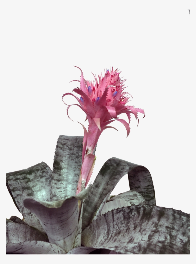 Bromelias Rosadas - Bromelia, transparent png download