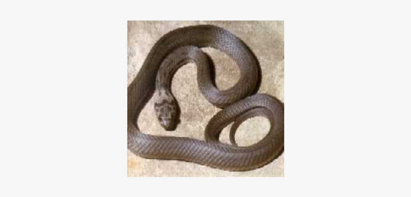 Pale Headed Snake - Hoplocephalus, transparent png download