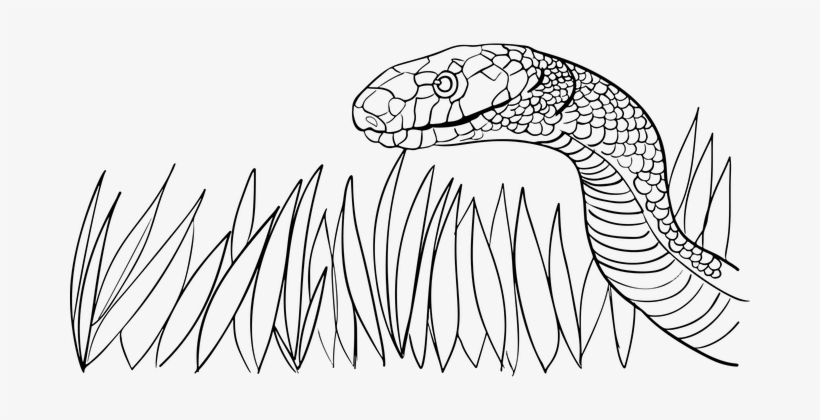 Animal Grass Poison Serpent Snake Venomous - Snake In The Grass Drawing, transparent png download