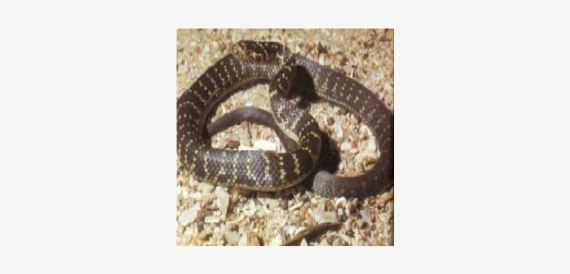 Broad-headed Snake, transparent png download