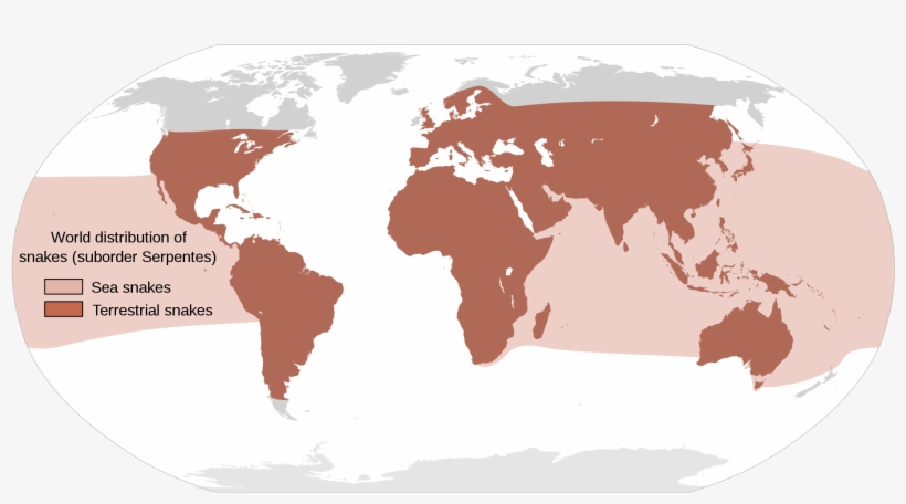 Map Showing The Approximate World Distribution Of Snakes - Snakes Found In The World, transparent png download