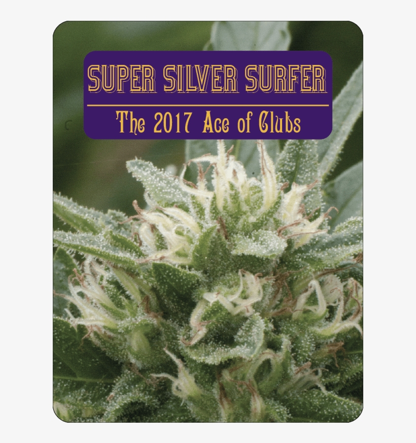 7 Aces Seeds Super Silver Surfer - Portable Network Graphics, transparent png download