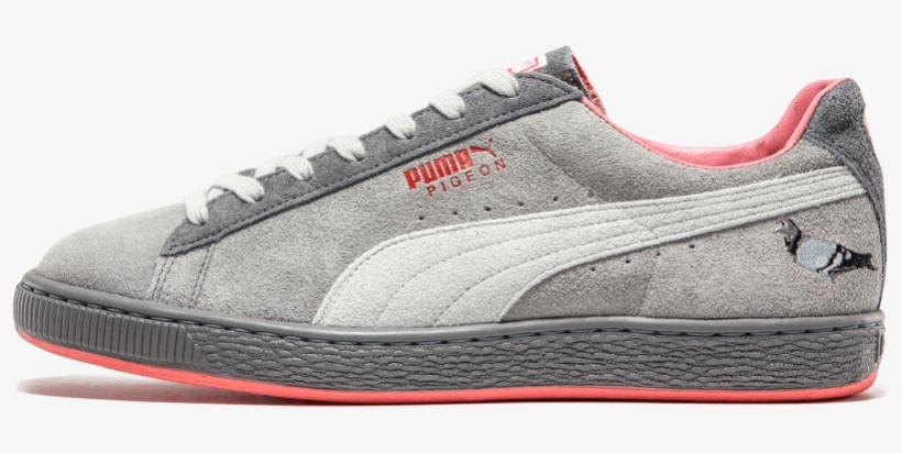 puma pigeons