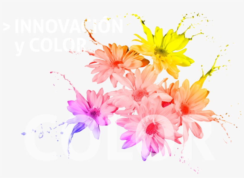 Chrysanths, transparent png download