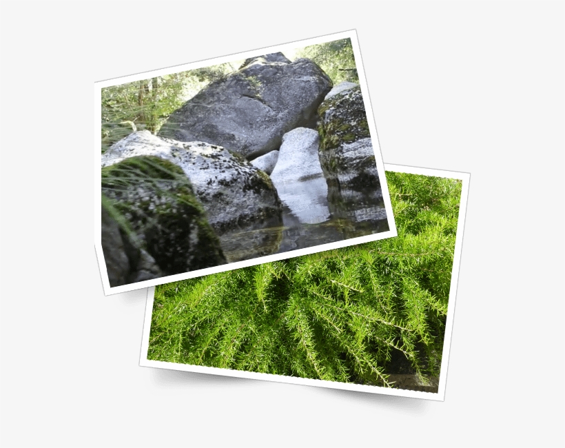 Serra Da Estrela Foto - Grass, transparent png download