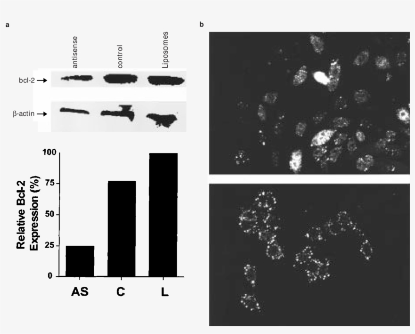 Selective Downregulation Of Bcl-2 Protein In Rko Colon - Graphic Design, transparent png download