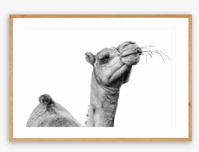 Drawn Camel Nomad - Clip Art, transparent png download