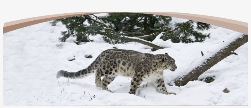 Milestone Journeys Offer Fixed Departure And Customized - Snow Leopard In Central Asia, transparent png download