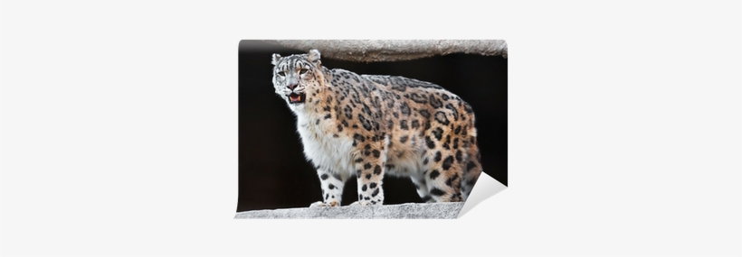 Snow Leopard, transparent png download