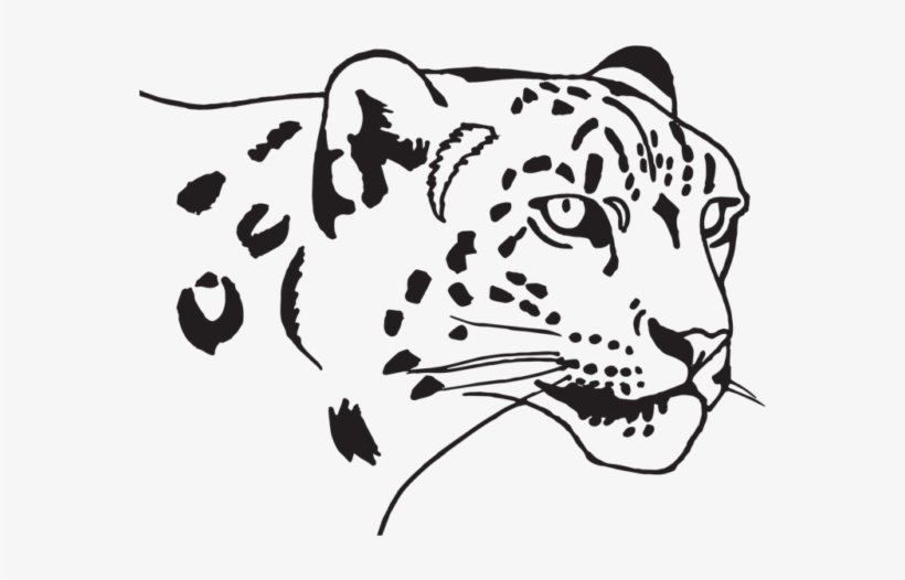 Siberian Tiger, transparent png download