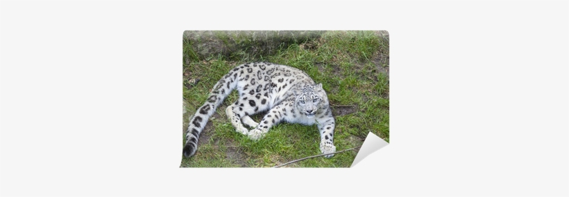Snow Leopard Tail, transparent png download