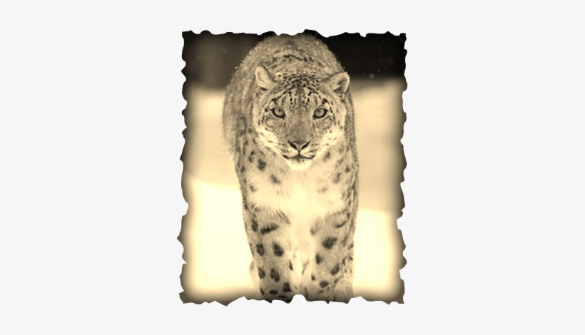 Snow Mountain Lion, transparent png download