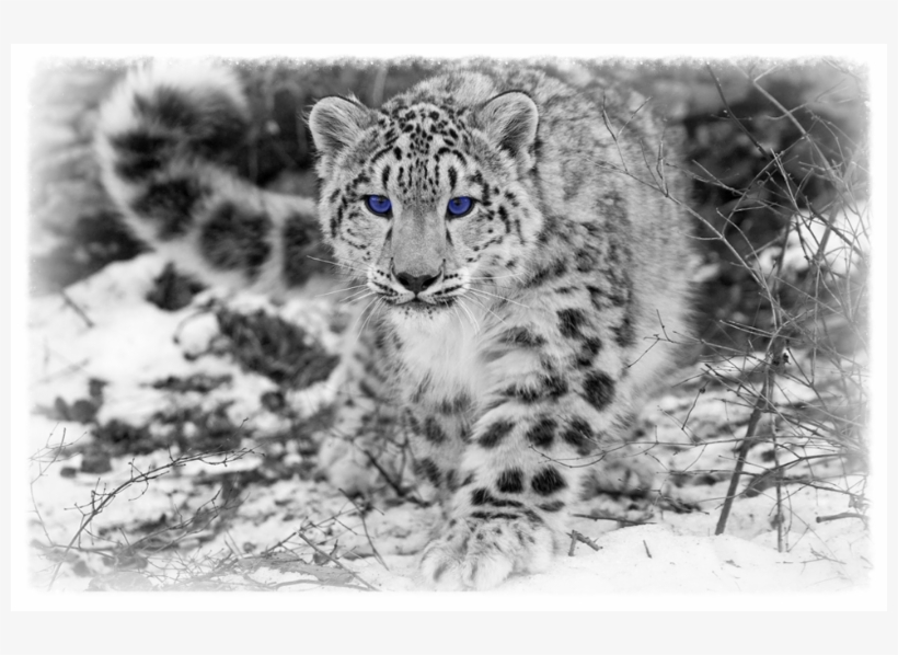 [img Width=510 - Guepardo De Las Nieves, transparent png download