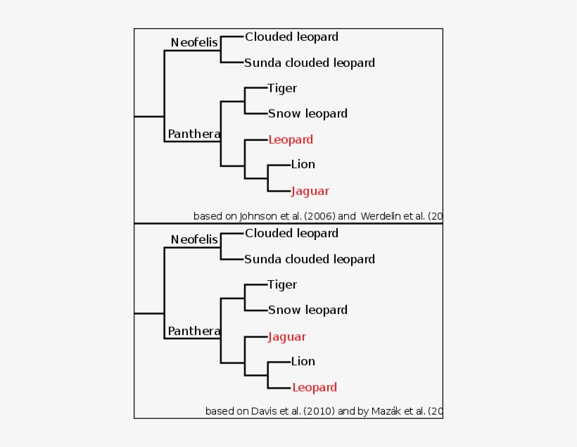 Two Cladograms Proposed For Panthera - Panthera Cladogram, transparent png download