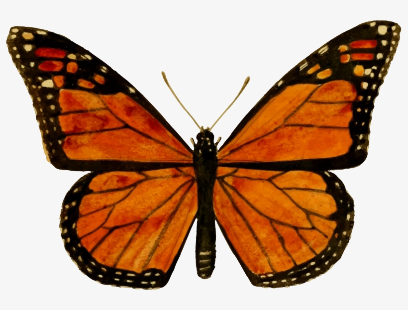 Monarch Butterfly Png Download Image - Monarch Butterfly, transparent png download