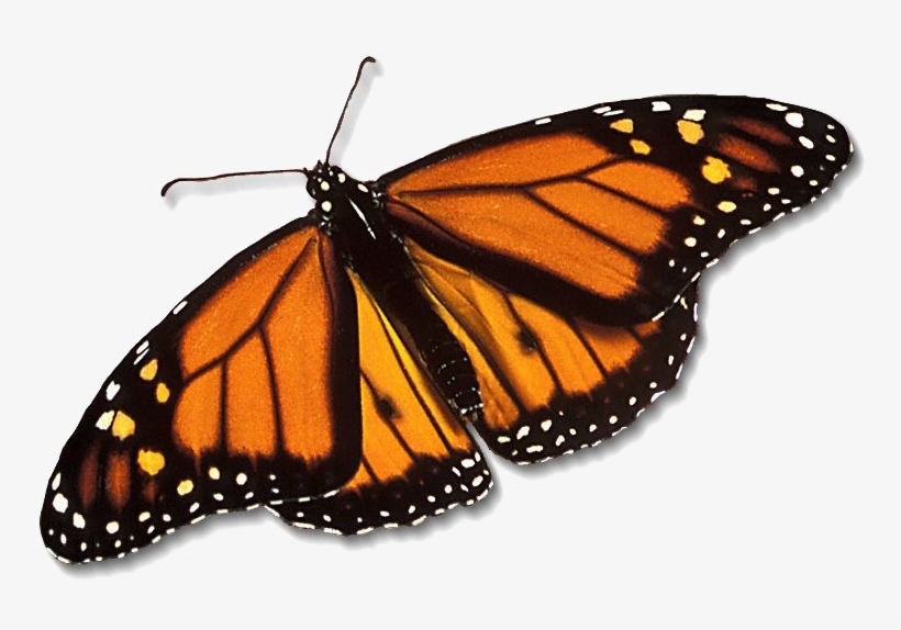 Monarch Butterfly Png Free Download - Monarch Butterfly Transparent, transparent png download