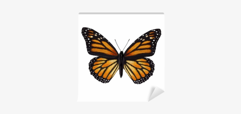 Recycle Life Of Butterfly, transparent png download