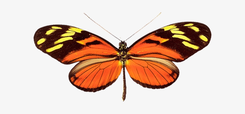 Butterfly Transparent Png File - Butterfly Jewelry - Glass Pendant Necklace - Butterfly, transparent png download