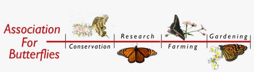 Association For Butterflies - Awareness Day, transparent png download