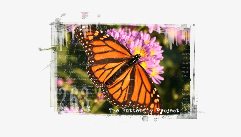 The Butterfly Effect - Things I'm Thankful, transparent png download