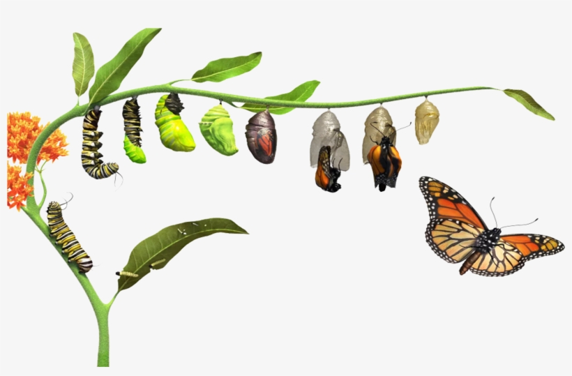 Butterfly Life Cycle - Butterfly Life Cycle Png, transparent png download