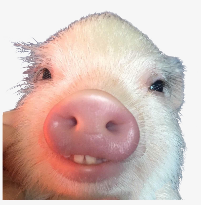 Cutout - Piglet With Buck Teeth, transparent png download