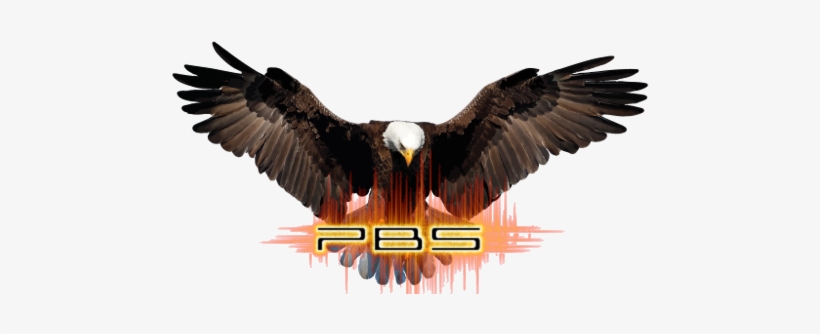 Below You Can Find The Structure Of Our Organisation - Bald Eagle Png, transparent png download