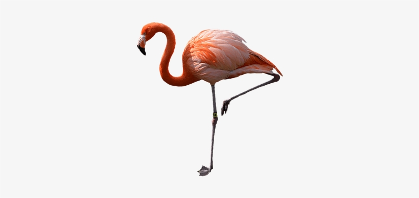 Flamingo Standing Left - Pink Flamingo Png, transparent png download