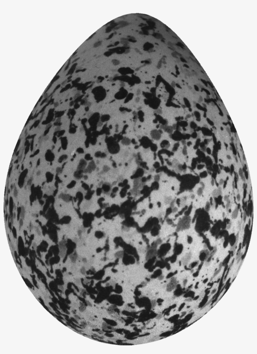 A Normal Plover Egg - Fruit, transparent png download