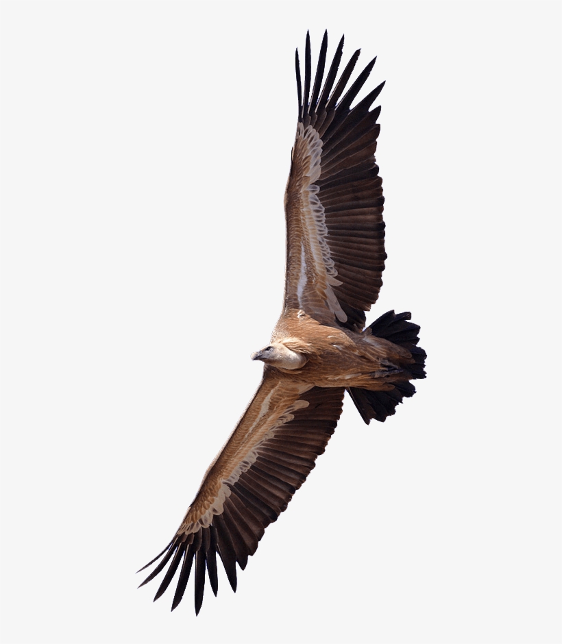Vulture - Vulture Png, transparent png download