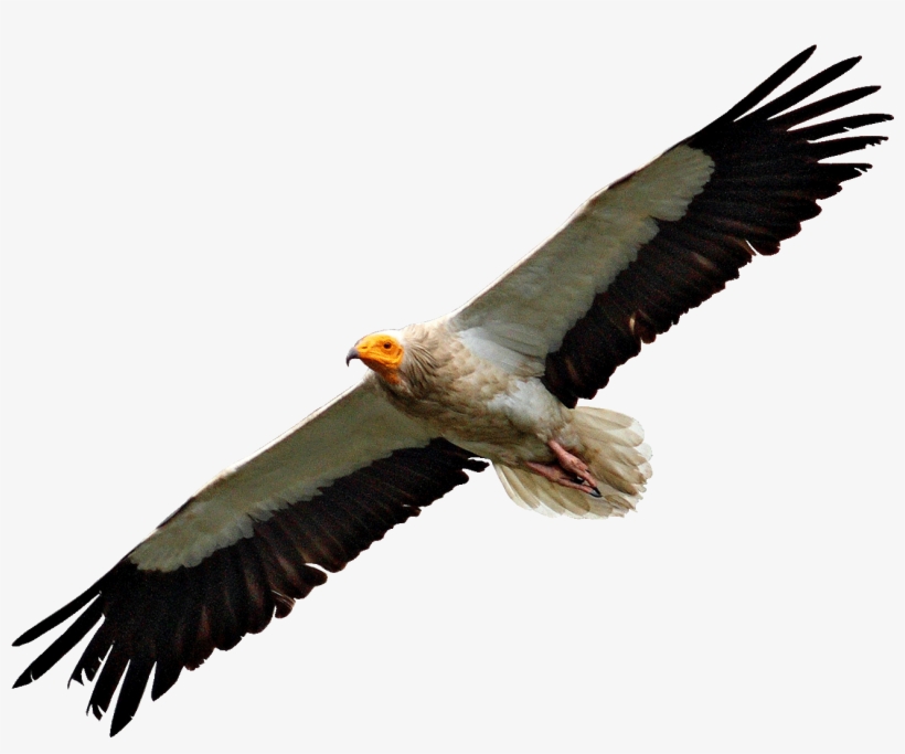 Egyptian Vulture Flying - Vulture Png Transparent PNG - 1374x1092