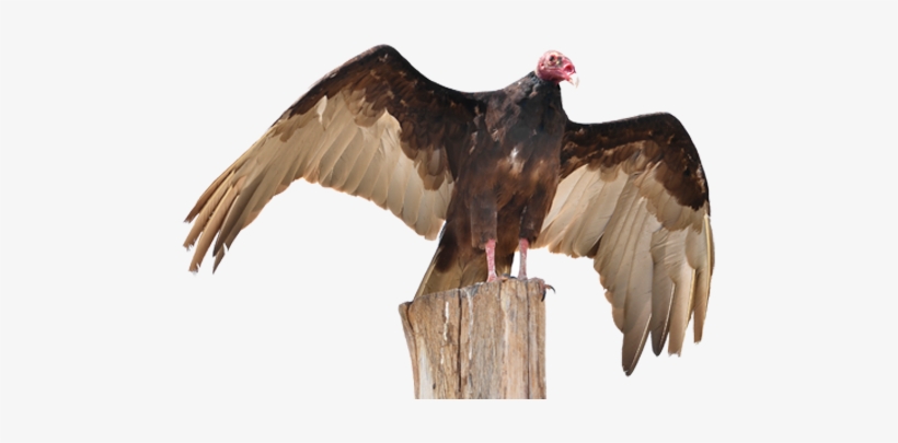 Turkey Vulture - Vulture Decoy, transparent png download