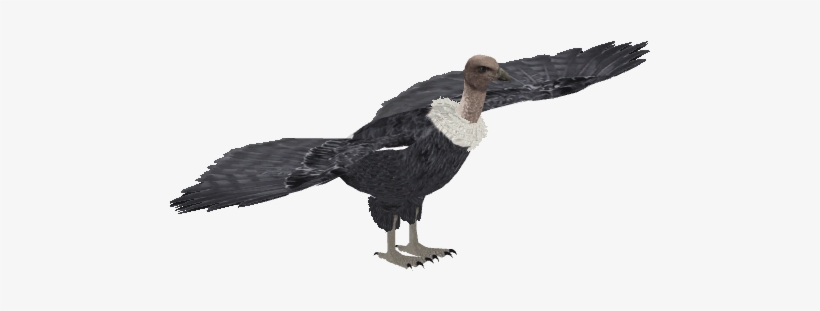 White-rumped Vulture 4 - Wiki, transparent png download