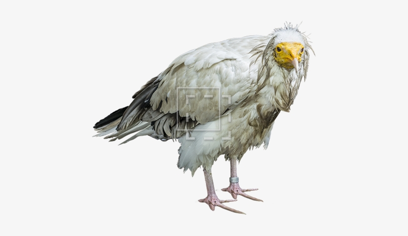 Parent Category - Bird, transparent png download