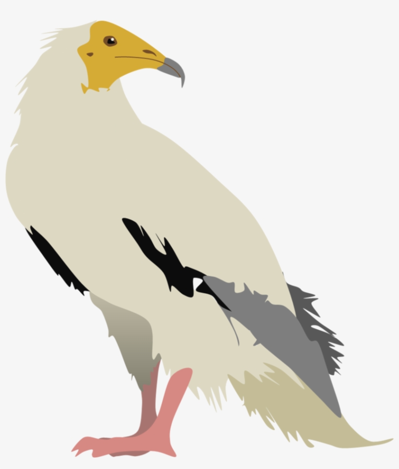Vulture Vector Jpg Transparent Library - Bird Of Prey, transparent png download