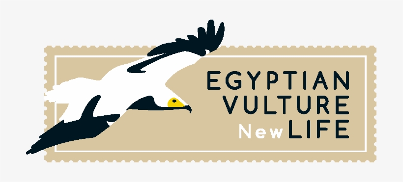 Vulture New Life\ - Sofia Zoo, transparent png download