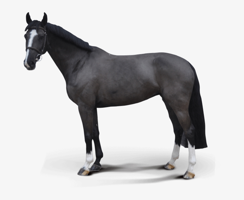 Schleich Pferde, transparent png download