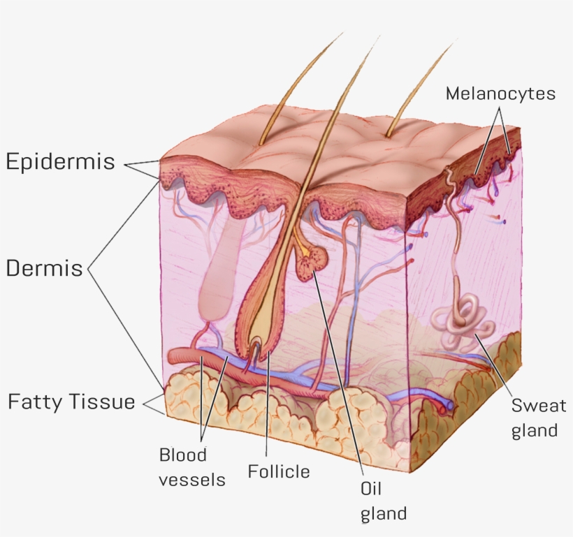 Follicle2 - General Anatomy Of Skin, transparent png download